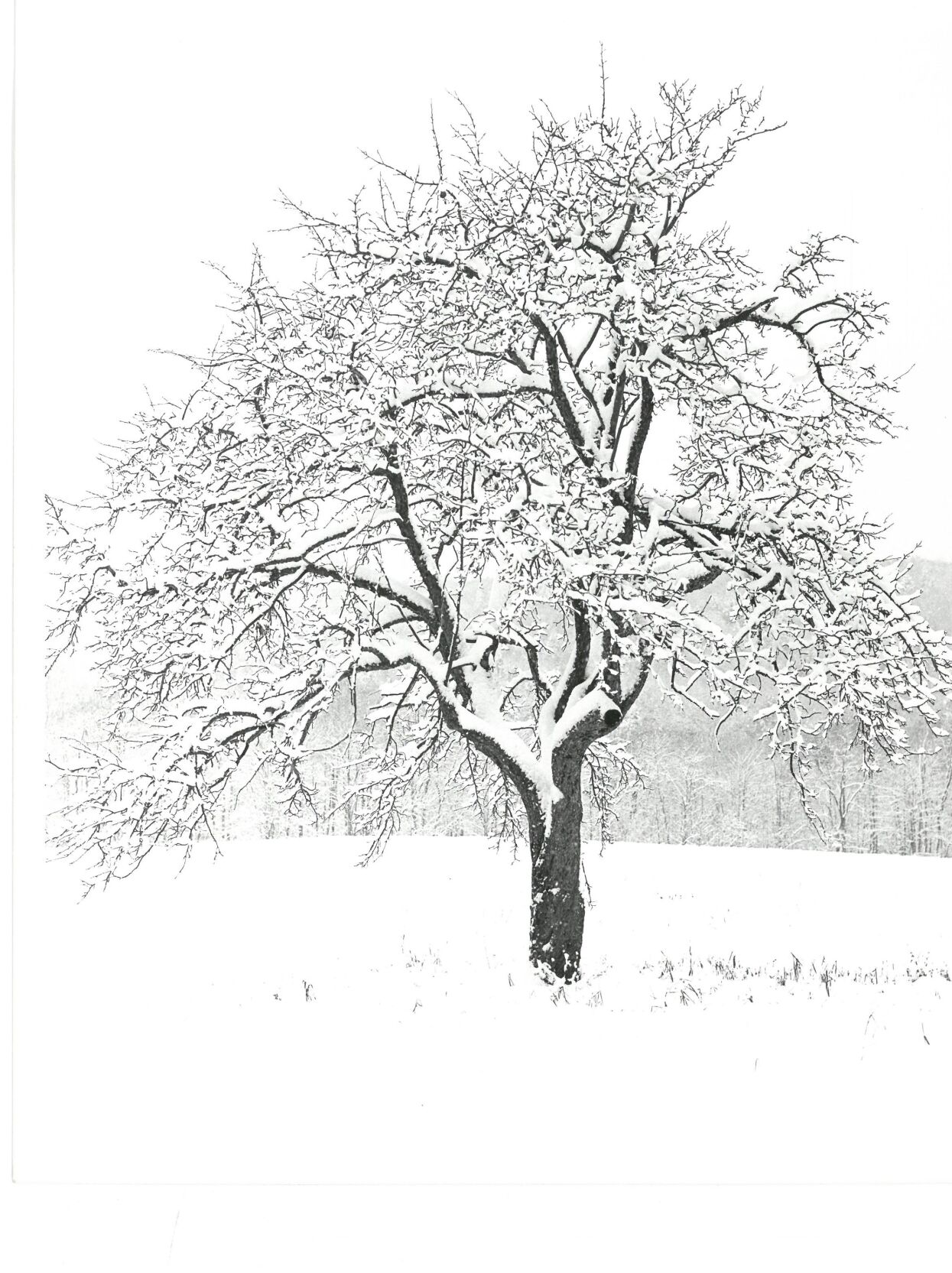 Black and white photograph by David Coulter